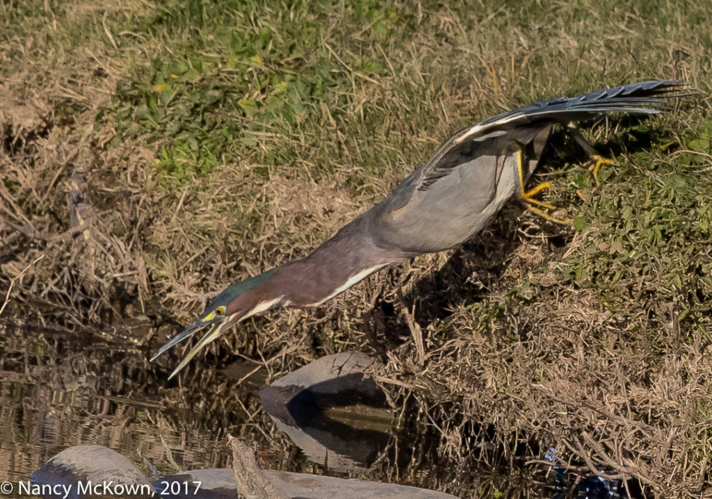 Photo of Green Heron