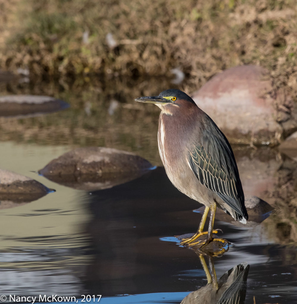 Green Heron