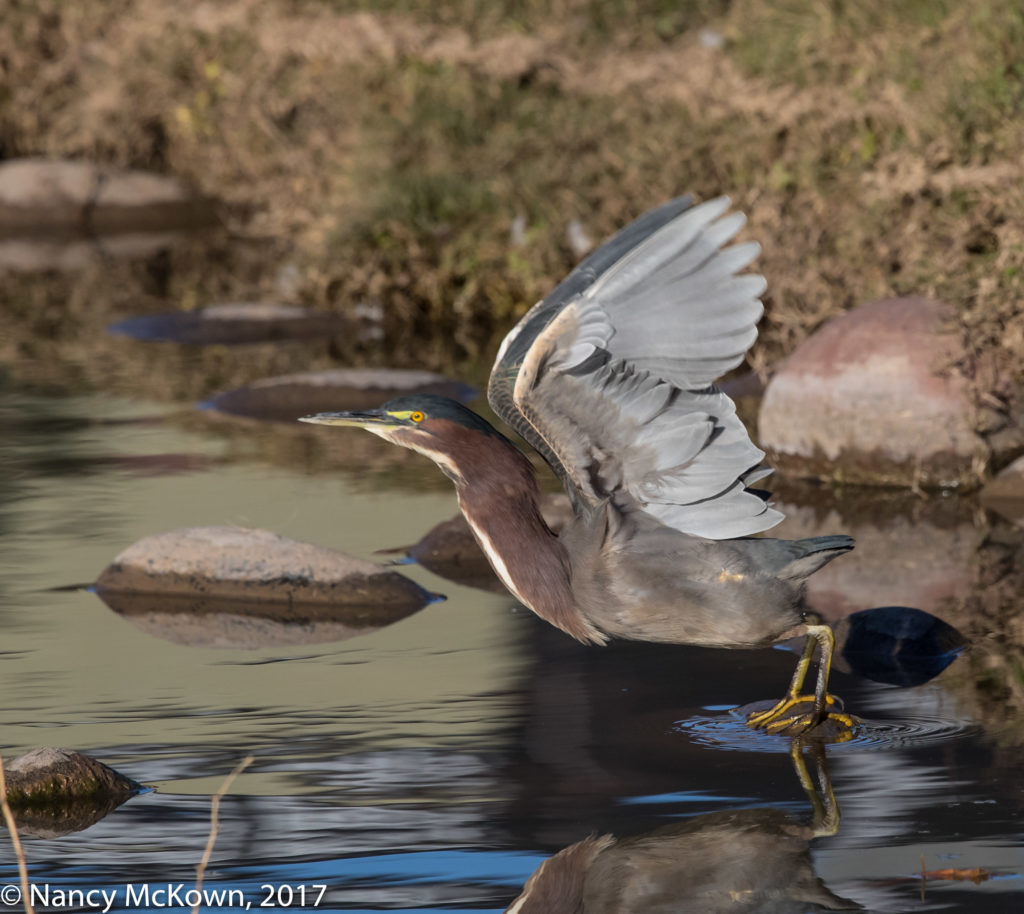 Green Heron