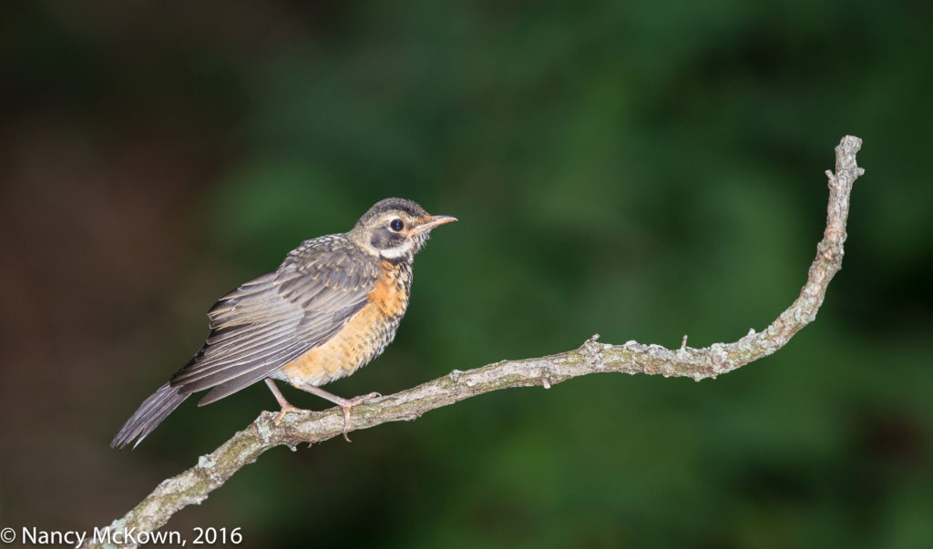 Photo of American Robin