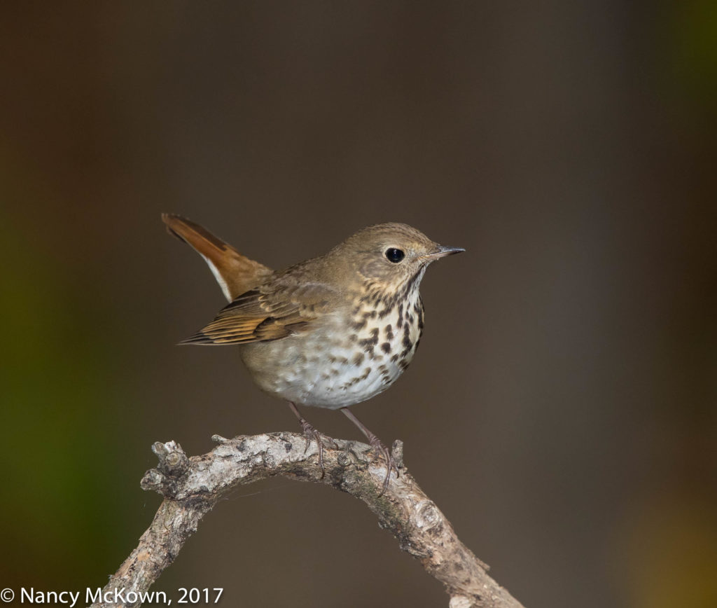 Hermit Thrush