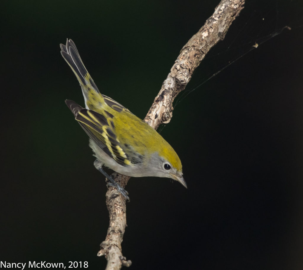 Female Chestnut Sided Warbler