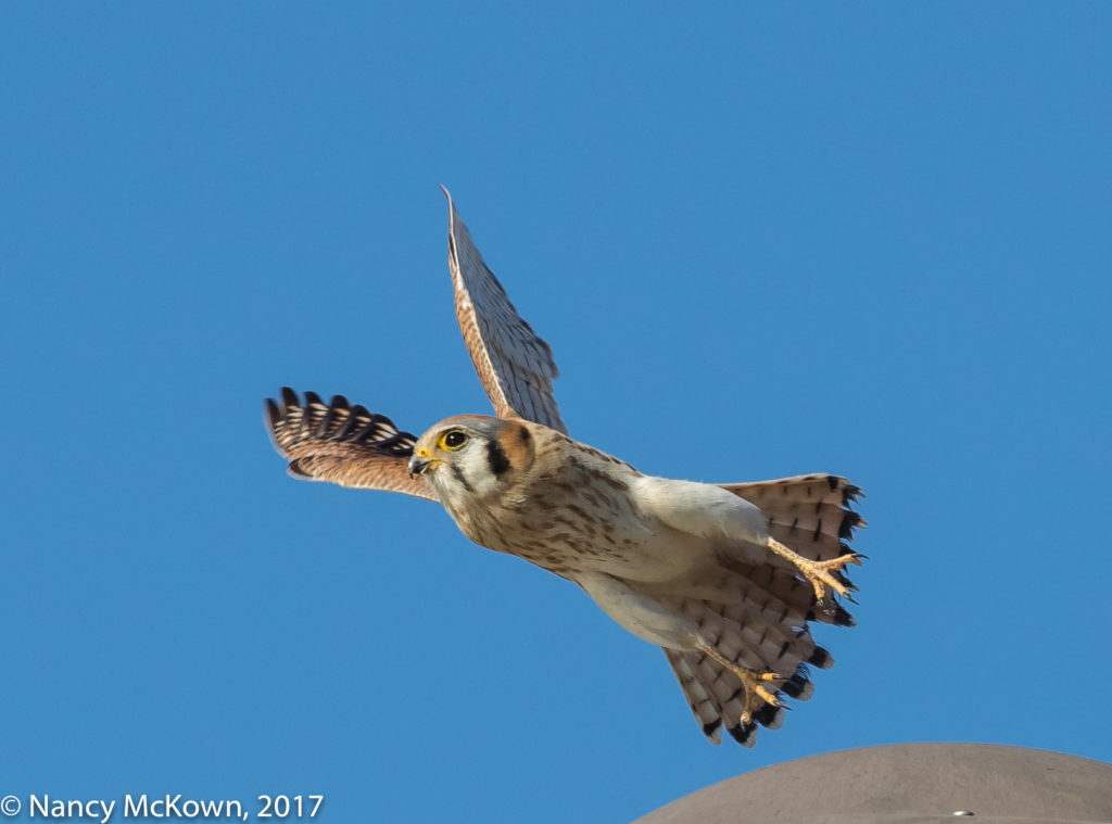 Kestrel at takeoff