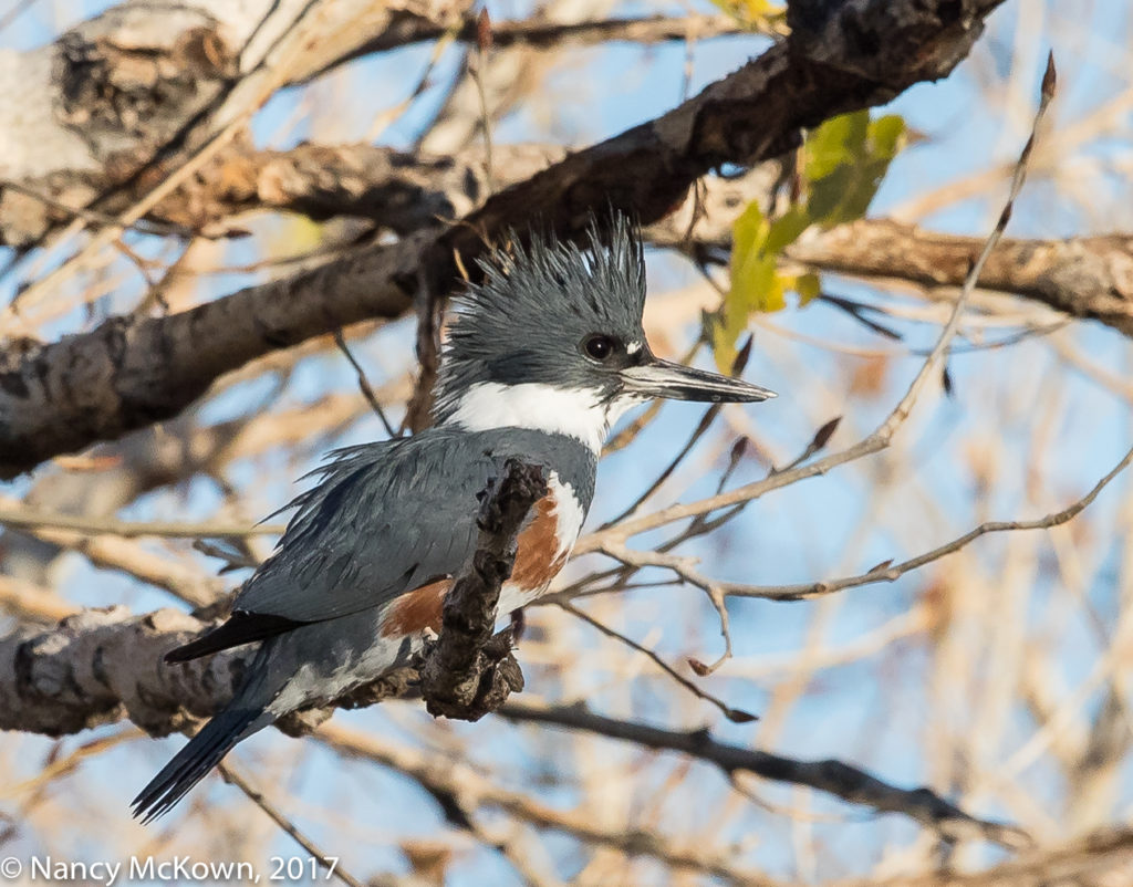 Photo of Kingfisher