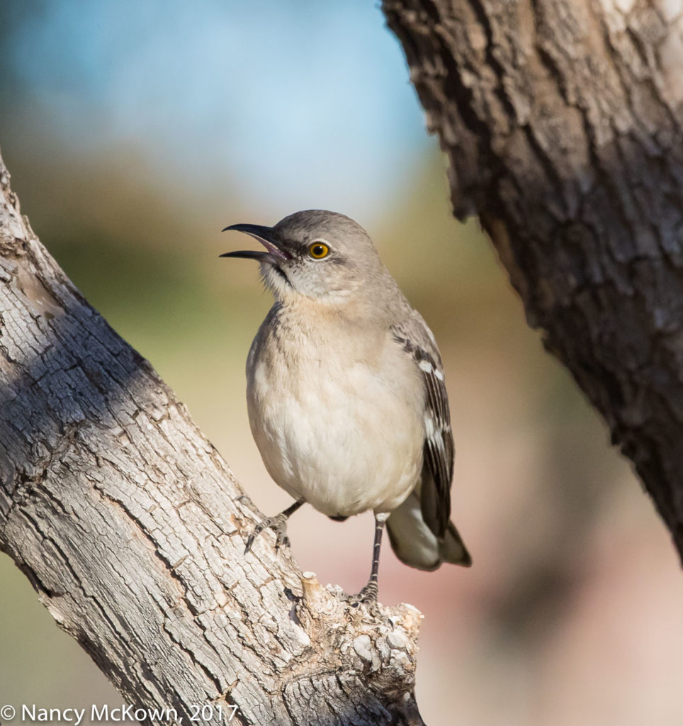 Photo of Northern Mockingbird