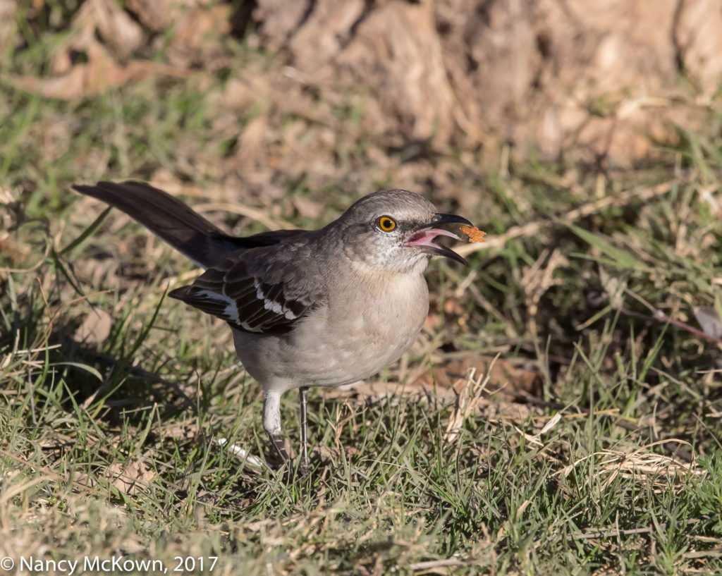 Photo of Northern Mockingbird