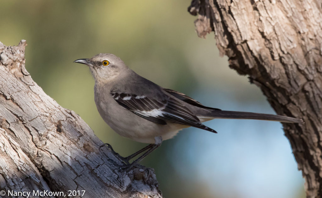 Photo of Northern Mockingbird