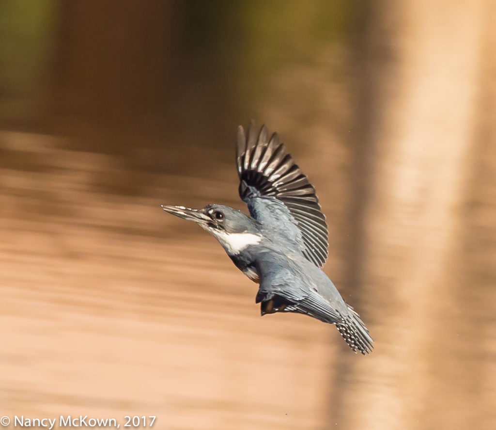 Photo of Kingfisher