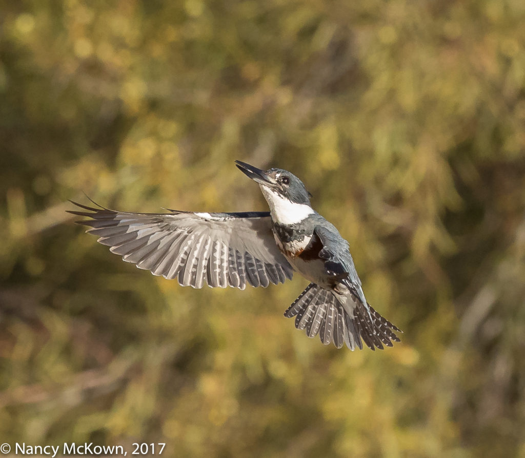 Photo of Kingfisher