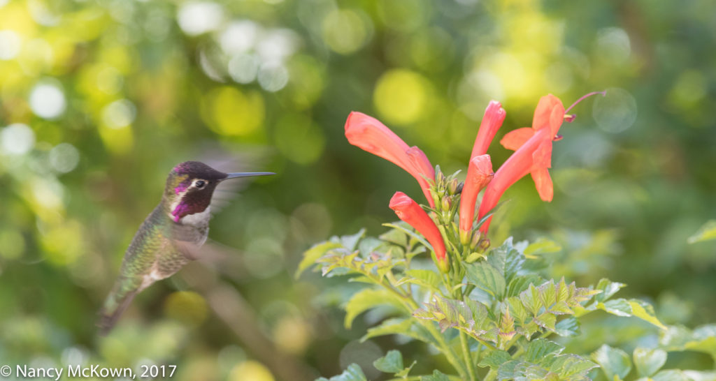 Anna's Hummingbird