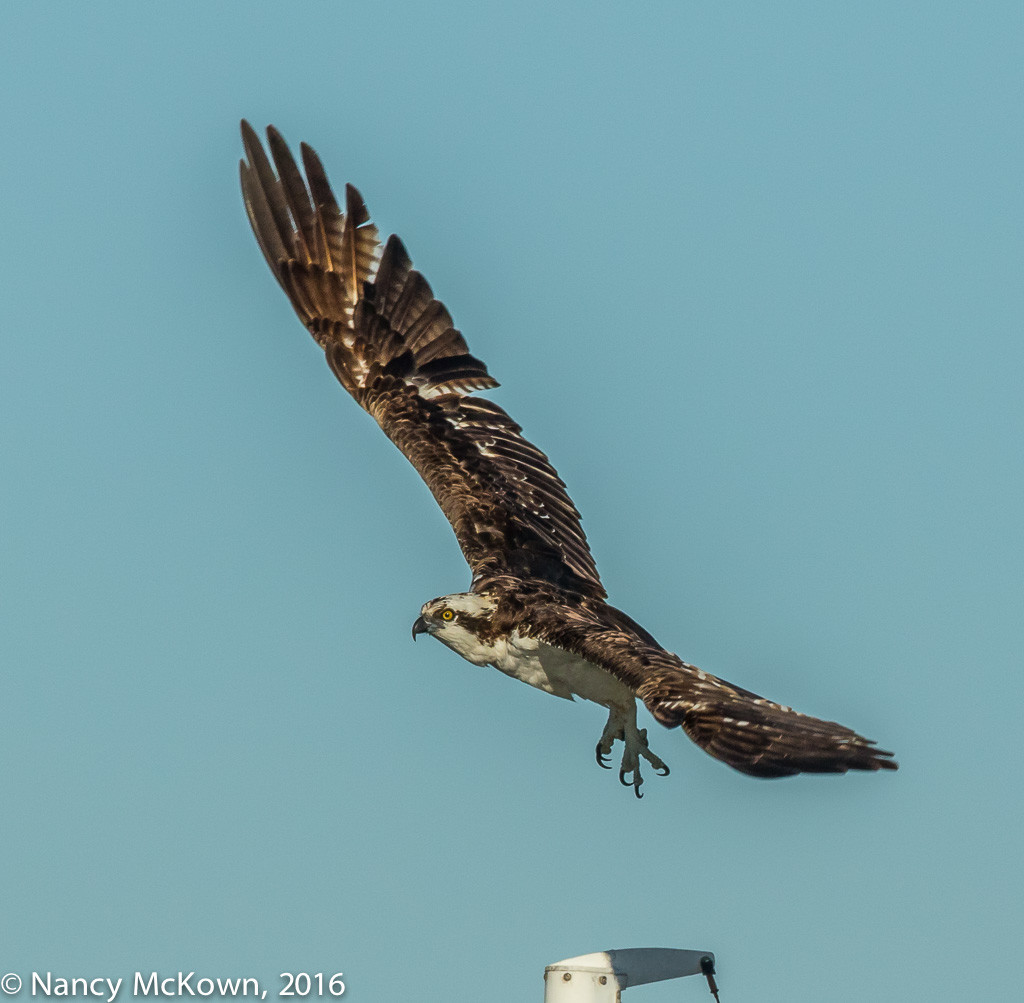 Photo of Osprey