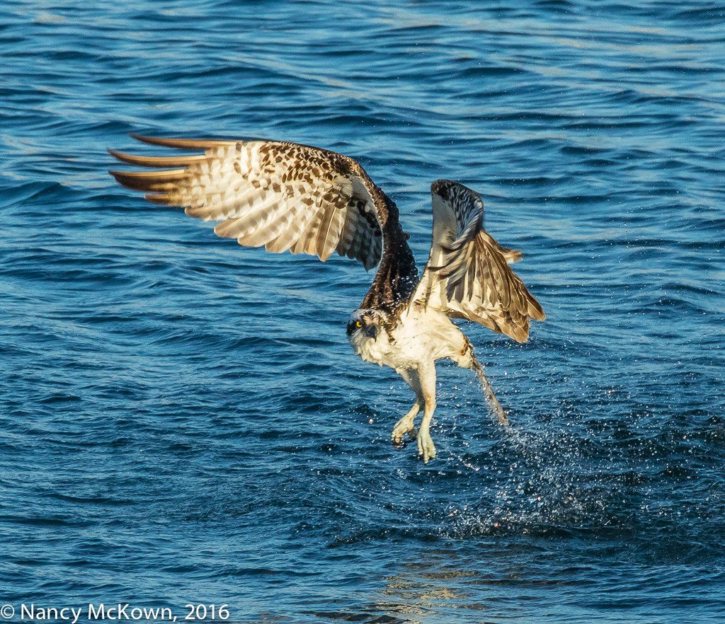 Photo of Osprey