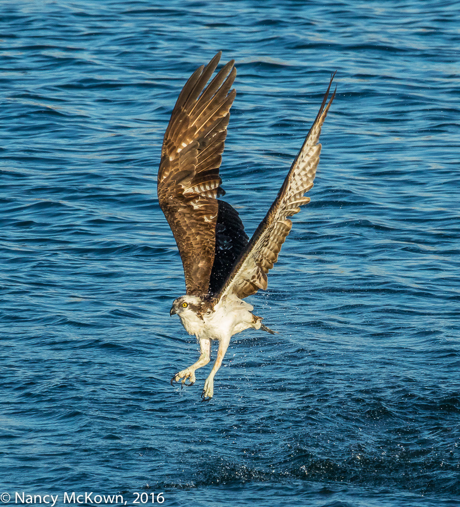 Photo of Osprey