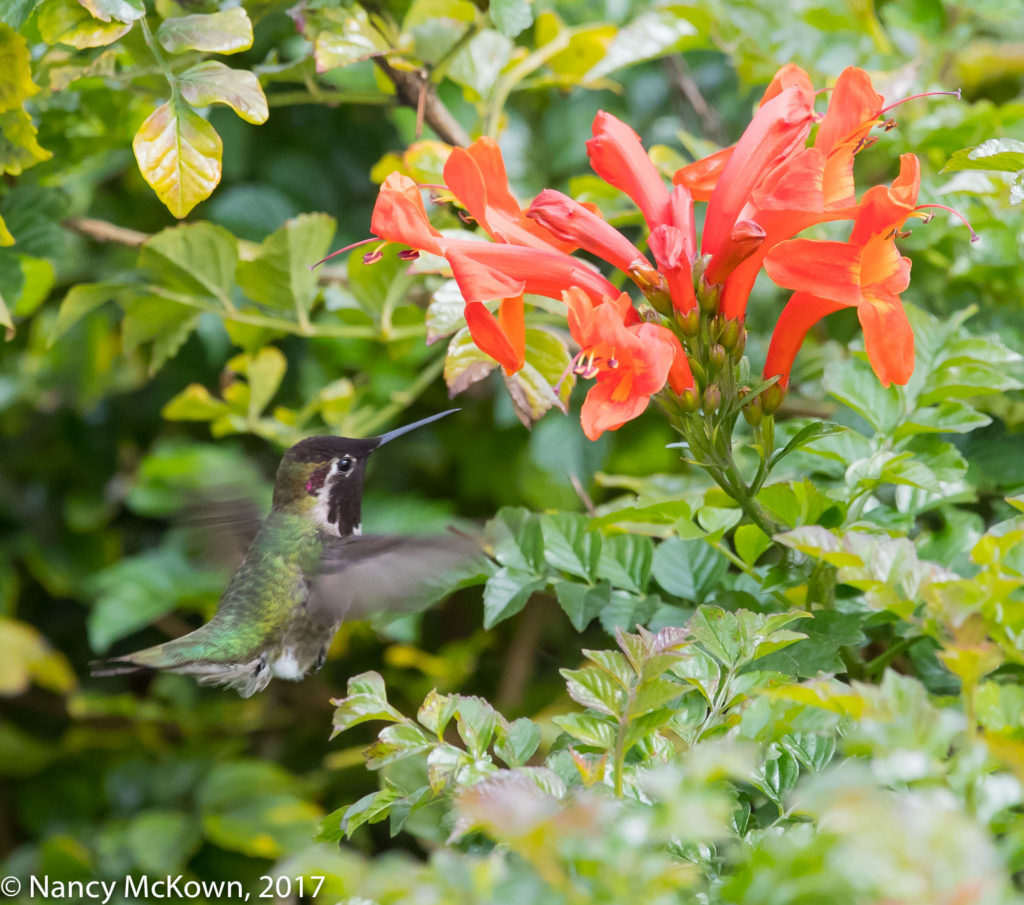 Anna's Hummingbird