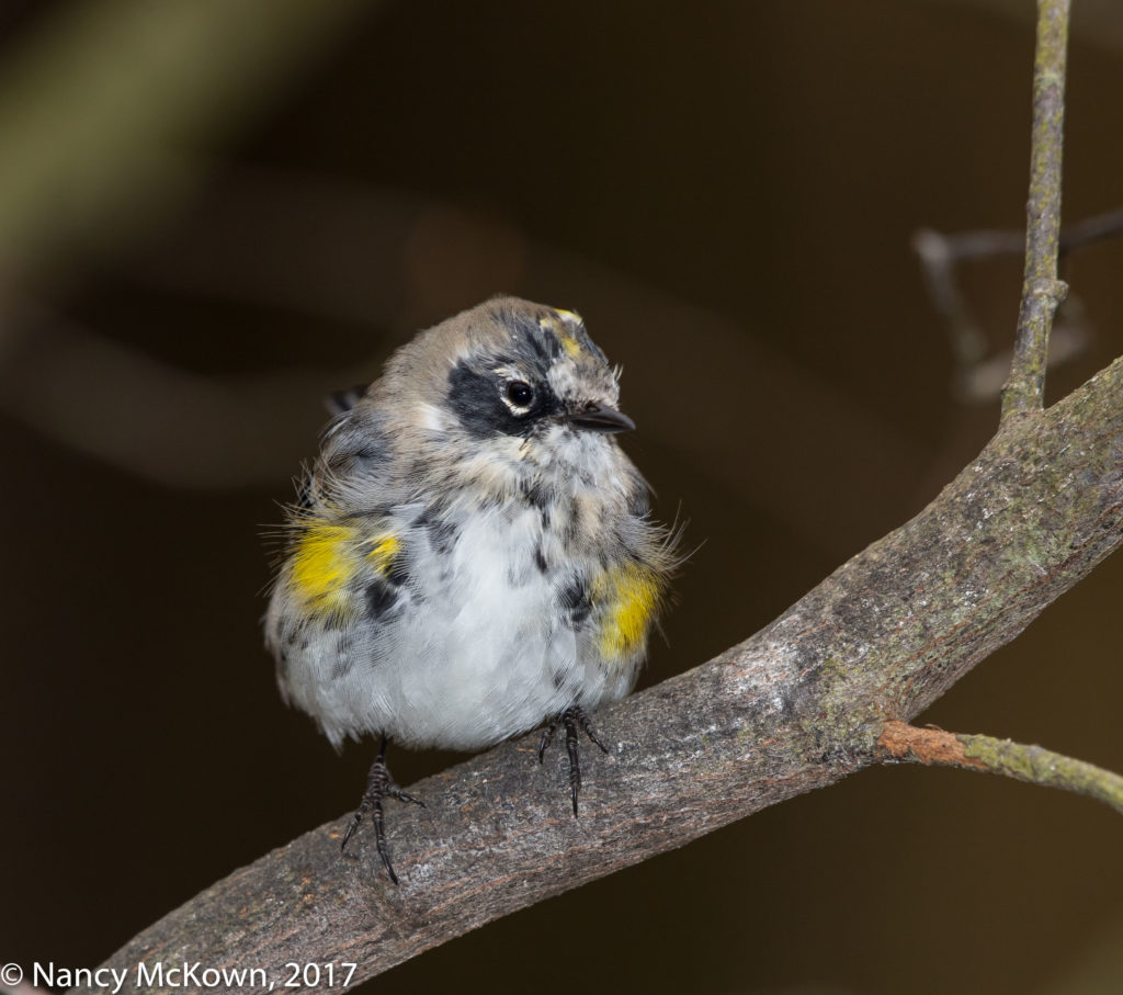 Photo of Yellow Rumped Warbler