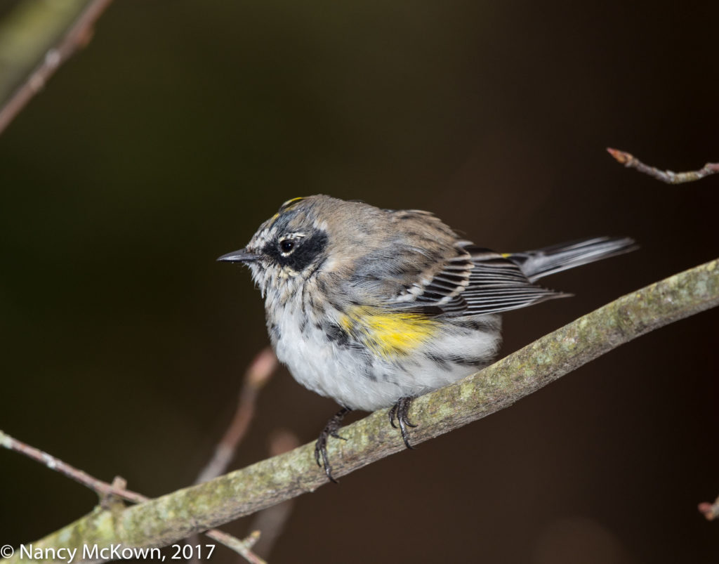 Yellow Rumped Warbler