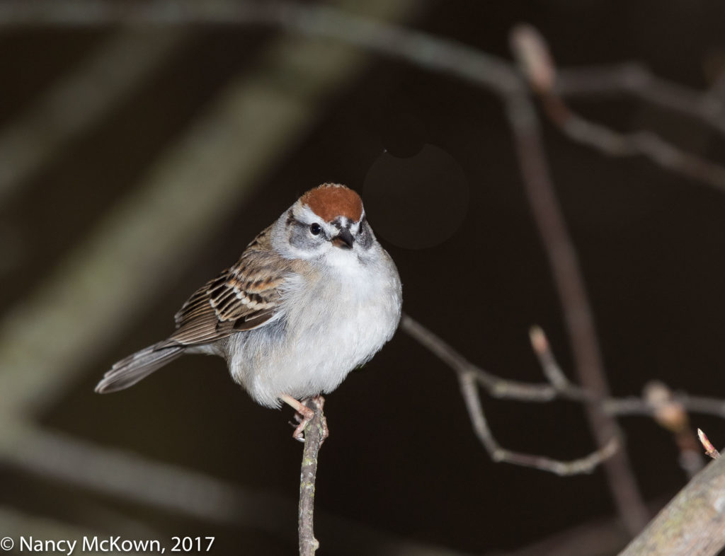 Photo of Chipping Sparrow