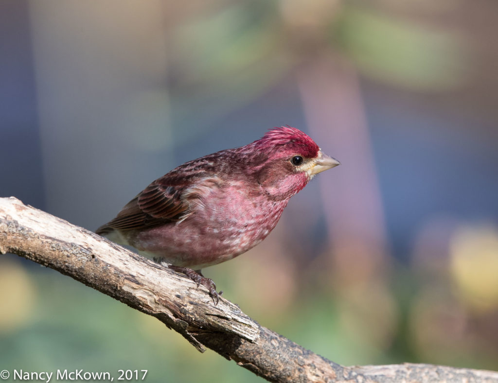 Male Purple Finch