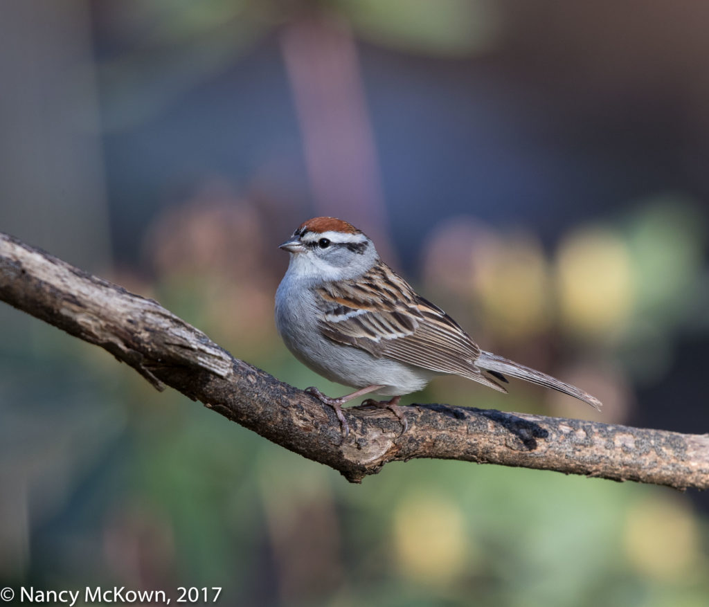 Photographing Chipping Sparrows