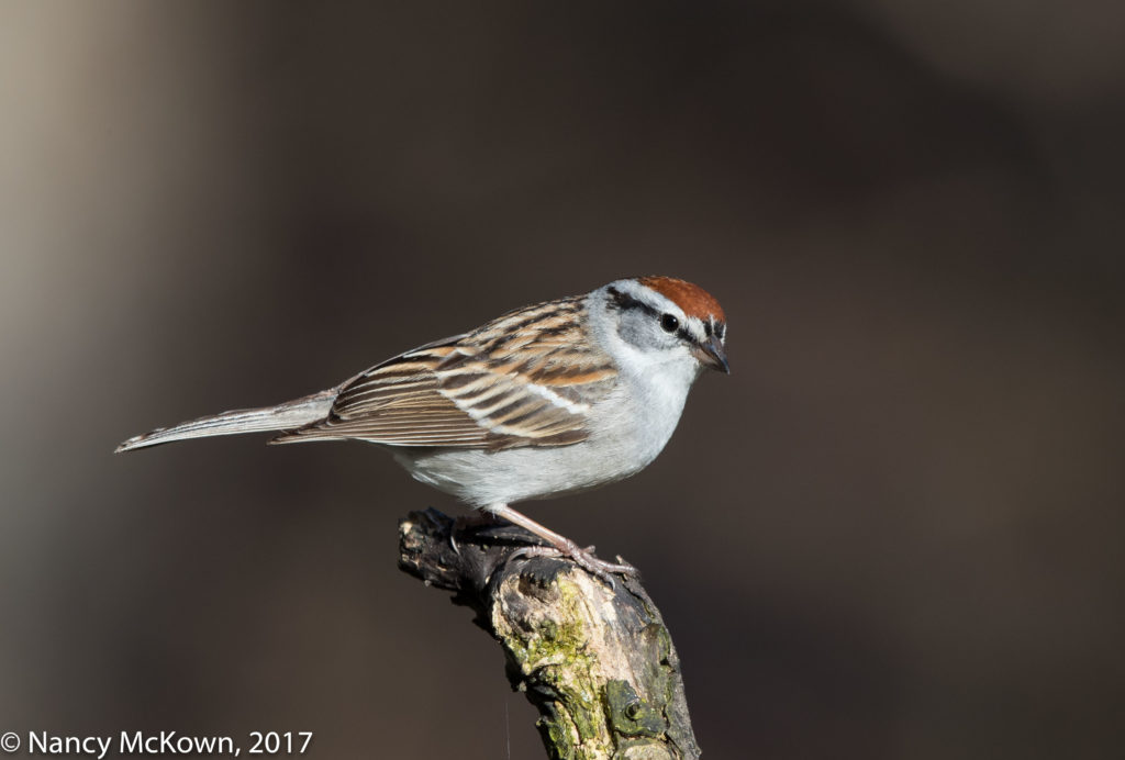 Photographing a Chipping Sparrow