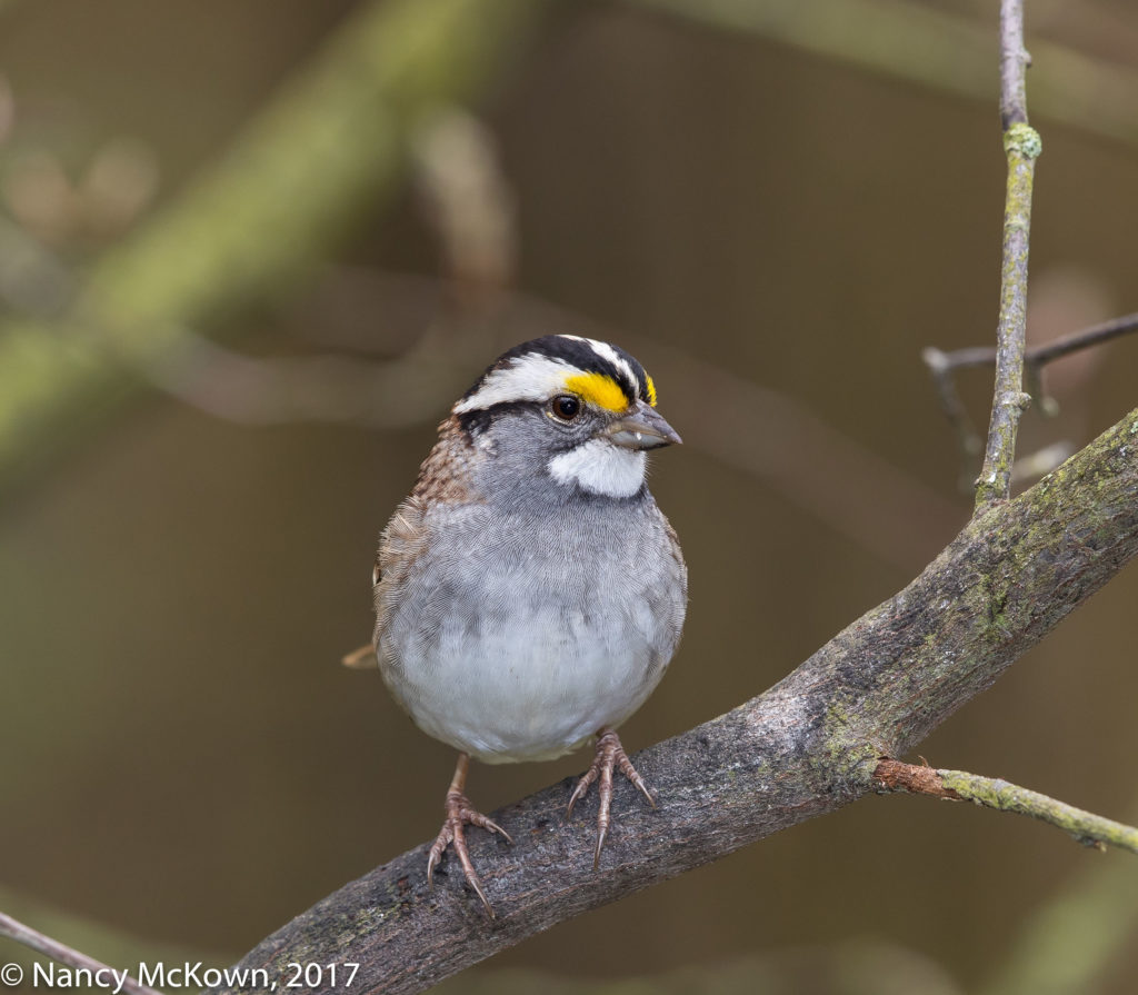 Photo of White Throated Sparrow