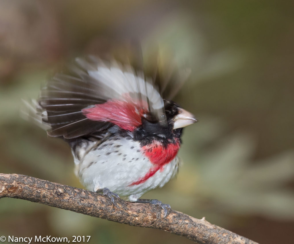 Male Rose Breasted Grosbeak