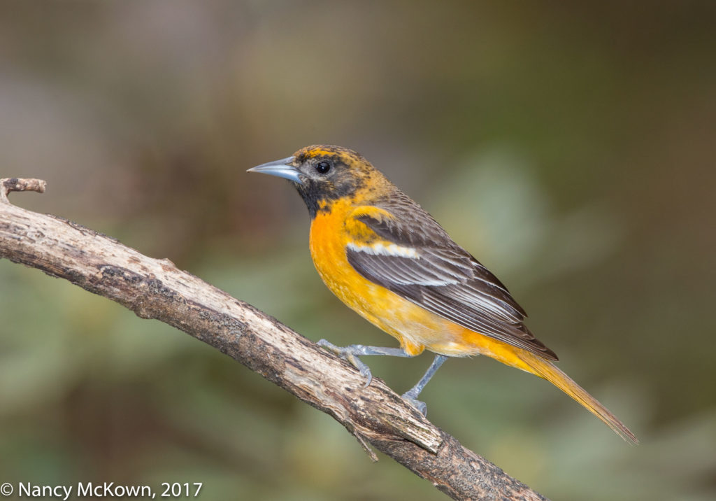 Baltimore Oriole