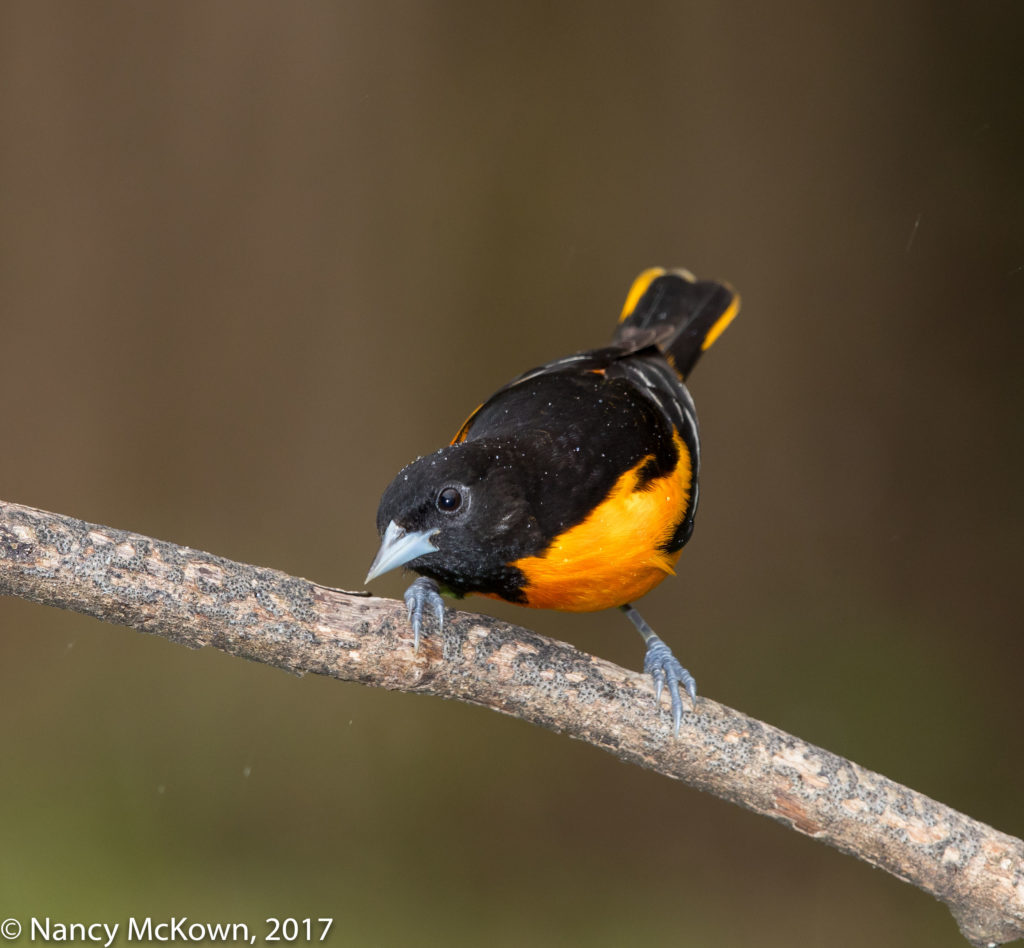 Photo of Male Baltimore Oriole