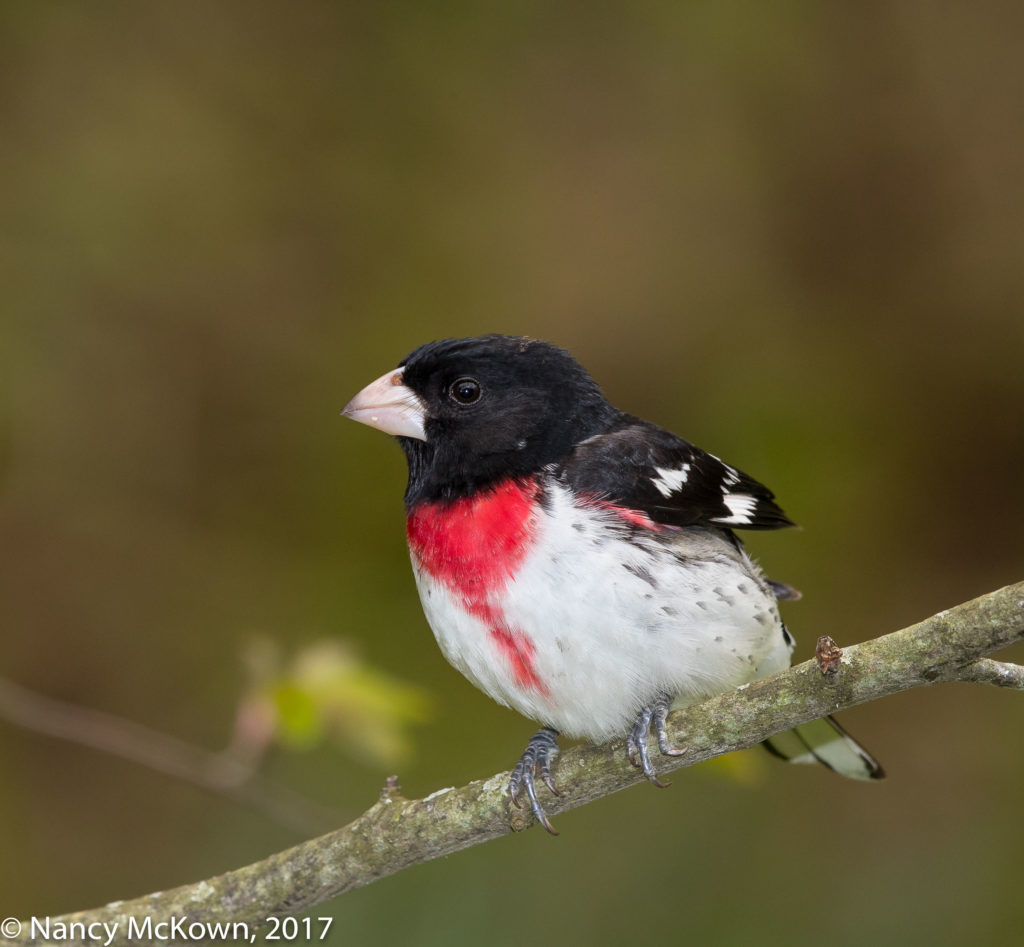 Male Rose Breasted Grosbeak