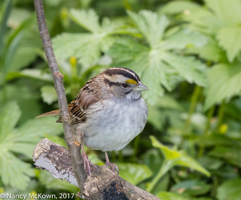White Throated Sparrow-Tan Stripe