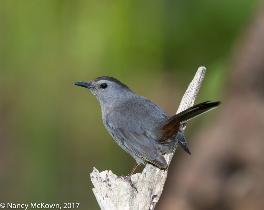 Photo of Gray Cat Bird