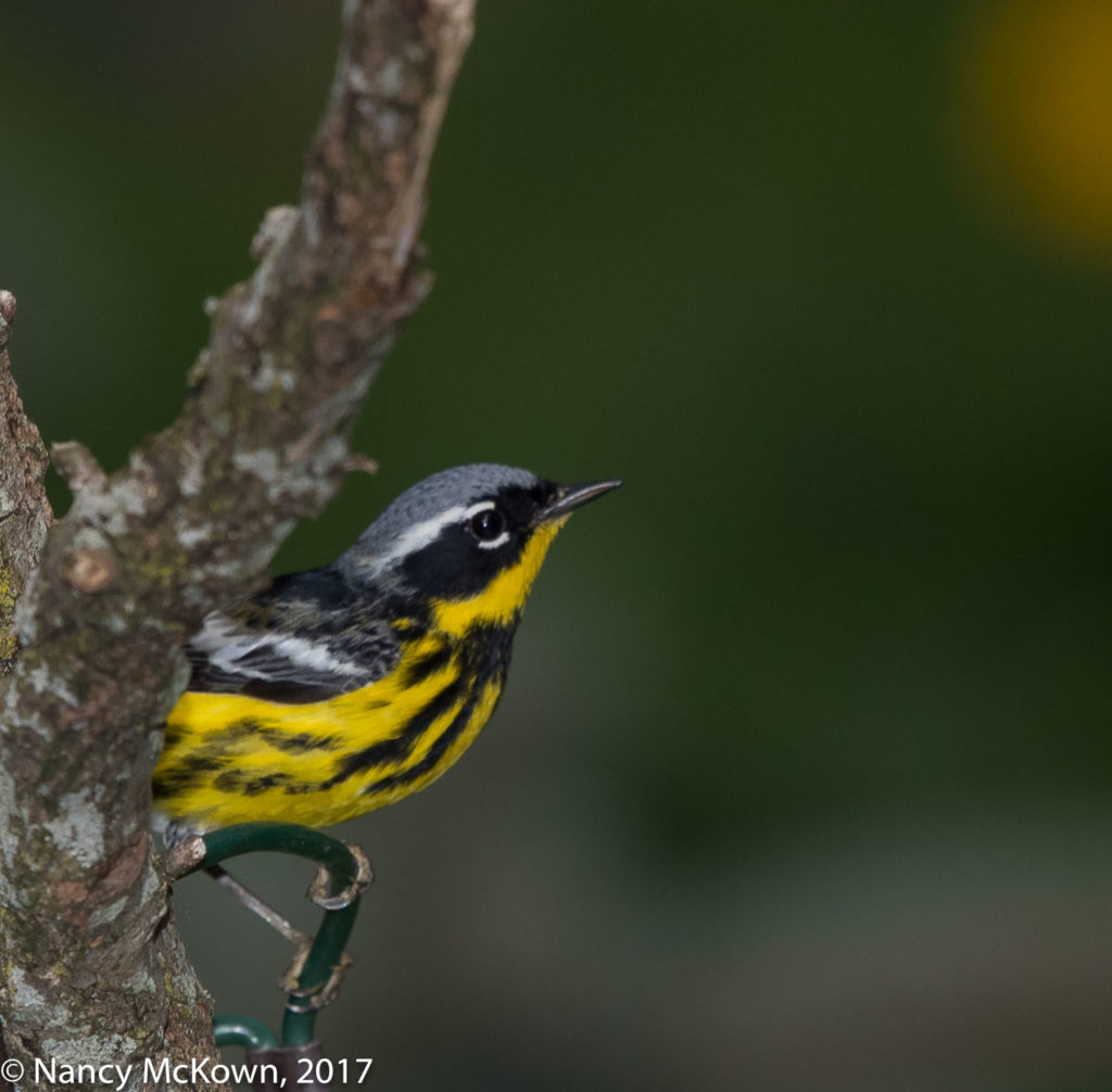 Photo of Male Magnolia Warbler