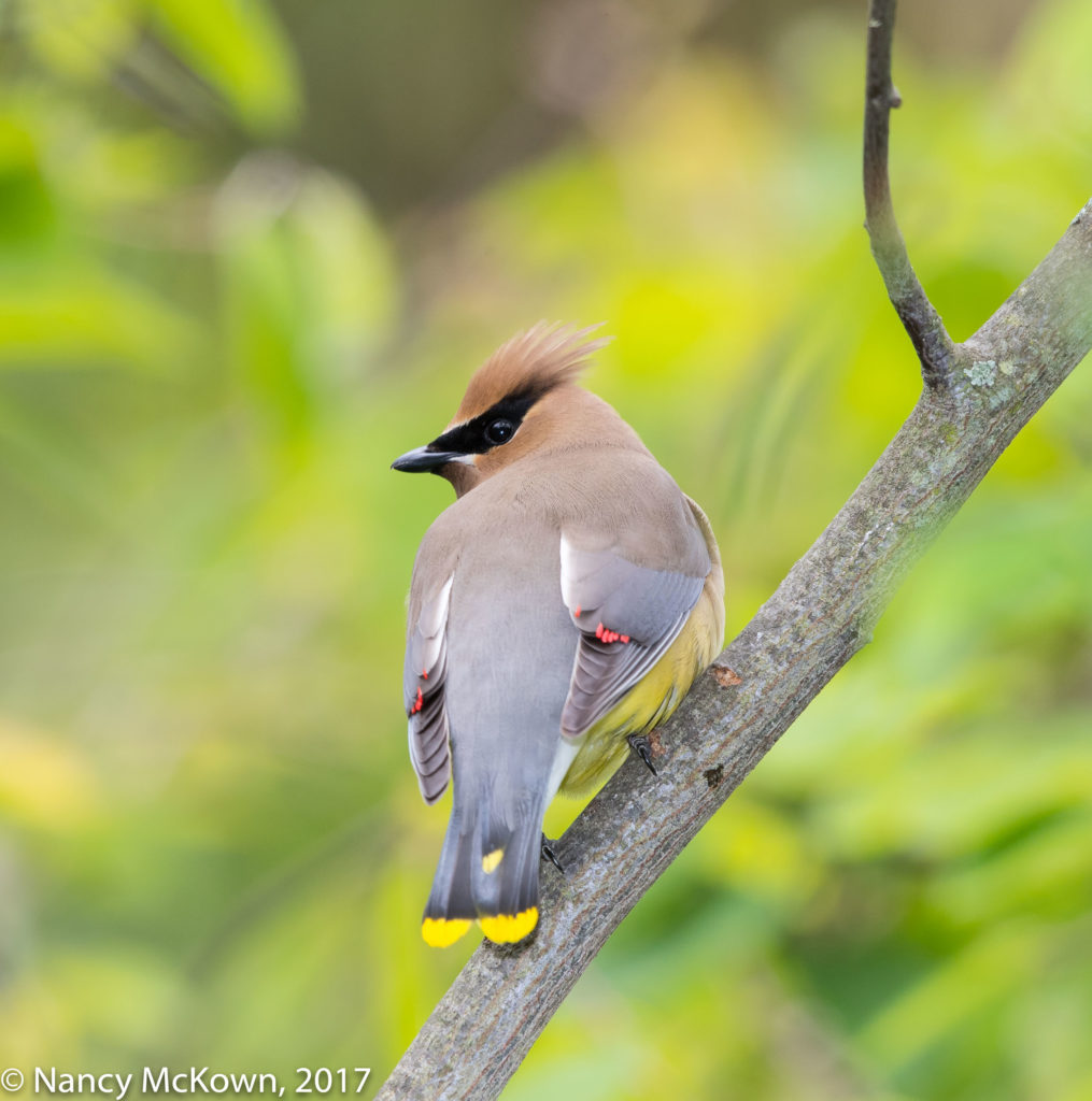 Photo of Cedar Waxwing