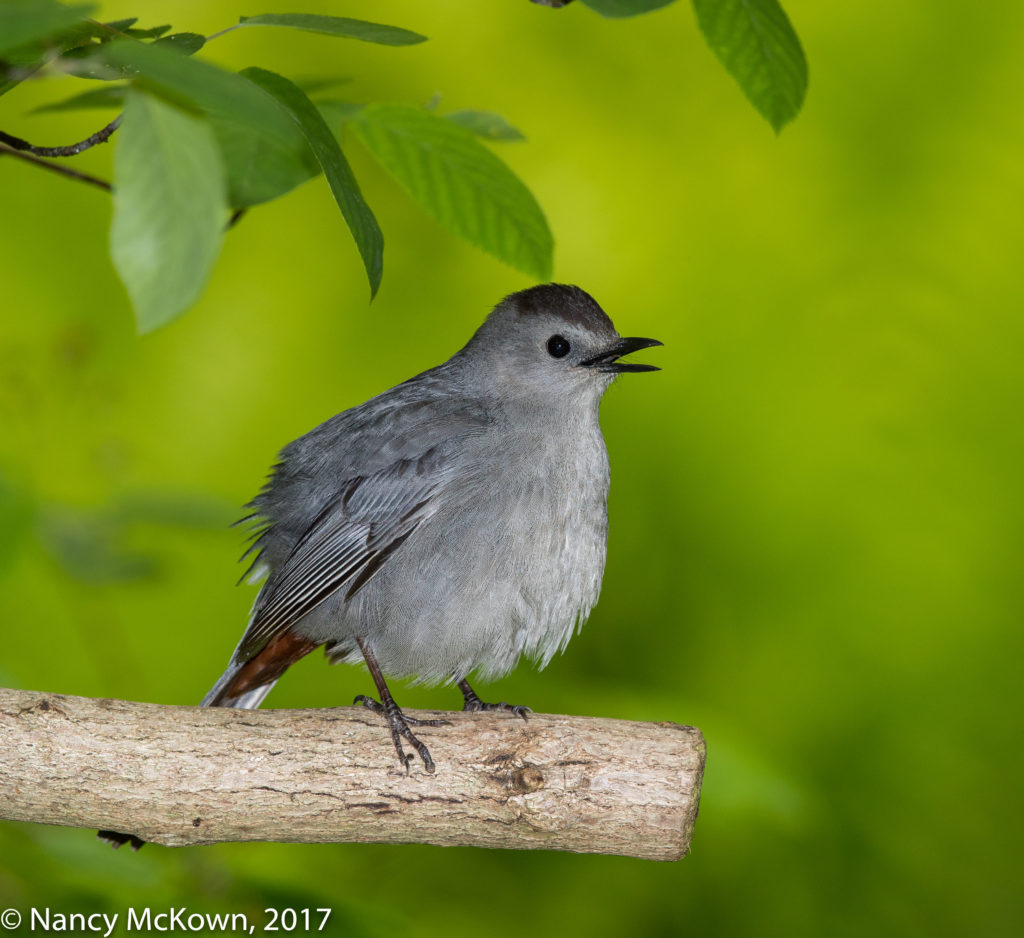 Photographing Gray Catbirds - Time, Effort, and Fuss over Flash