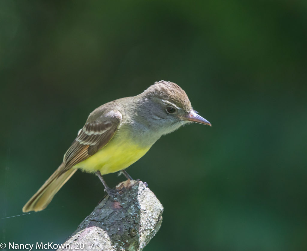 Photo of Great Crested Flycatcher