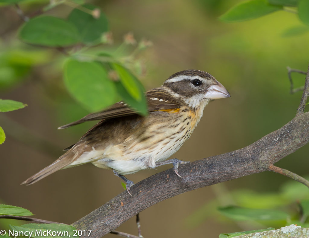 Female Rose Breasted Grosbeak