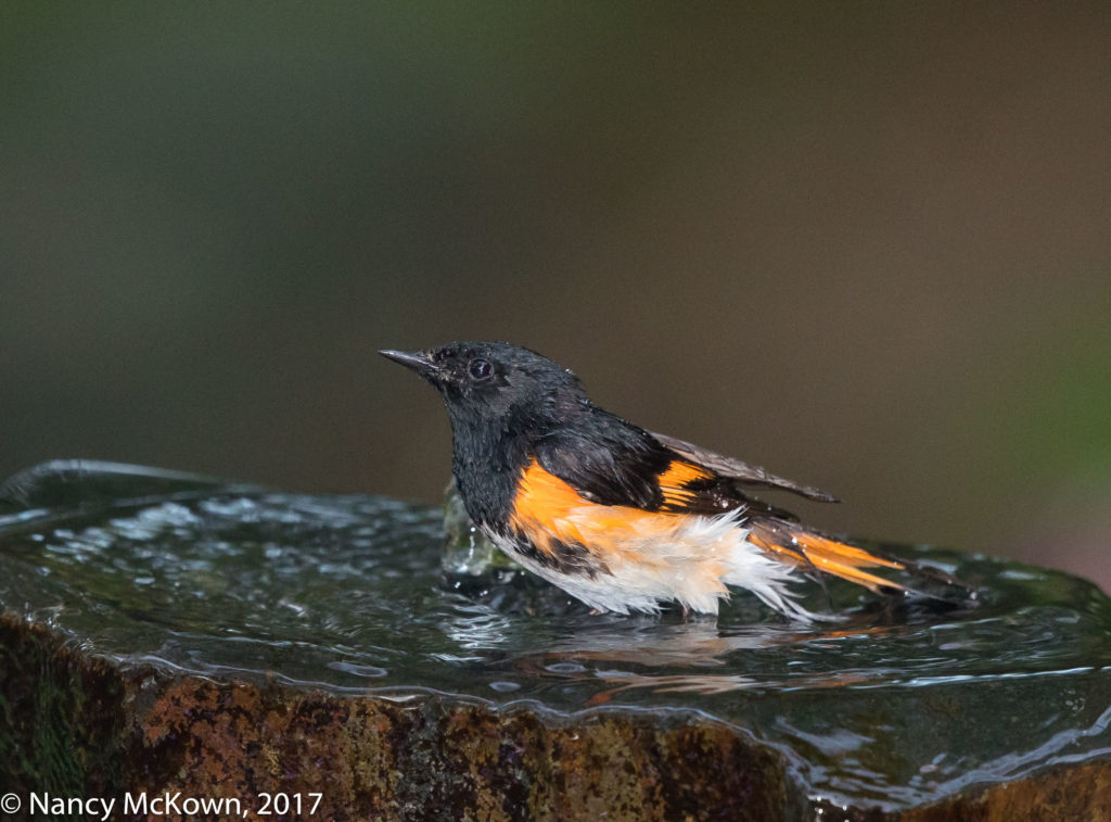 Male Redstart Warbler