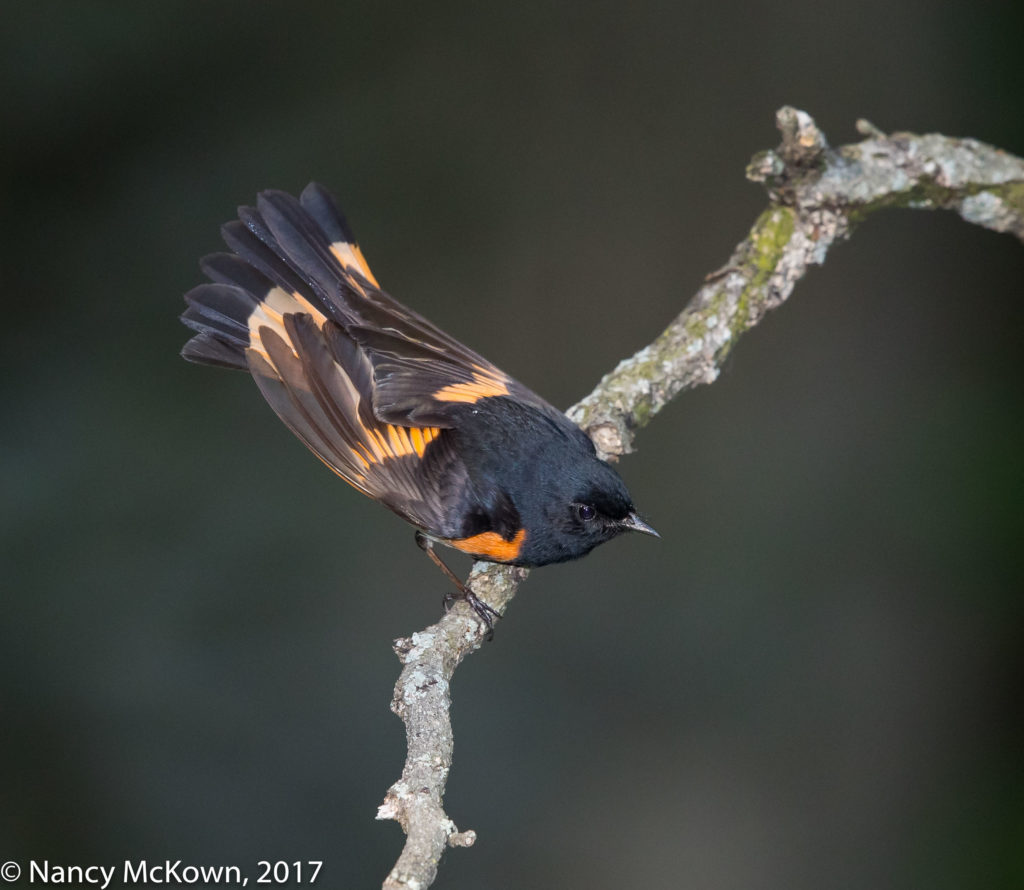 Male American Redstart