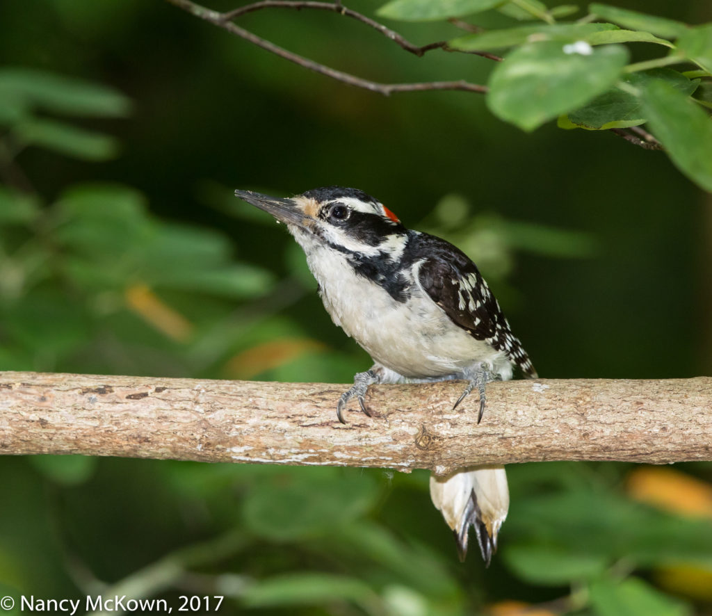 Photo of Hairy Woodpecker