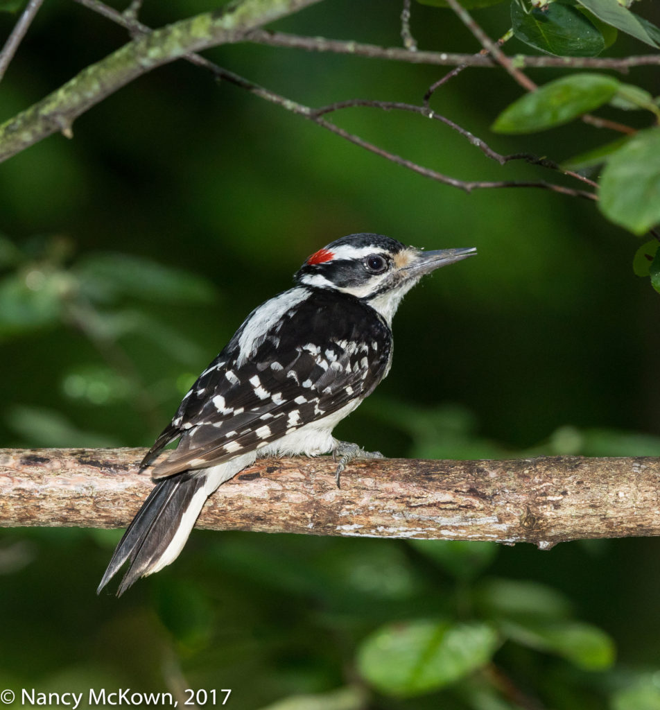 Photo of Hairy Woodpecker