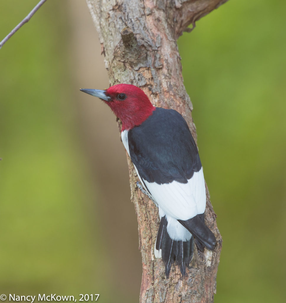 Photographing Red Headed Woodpeckers Understanding Hss On Flash Welcome To 