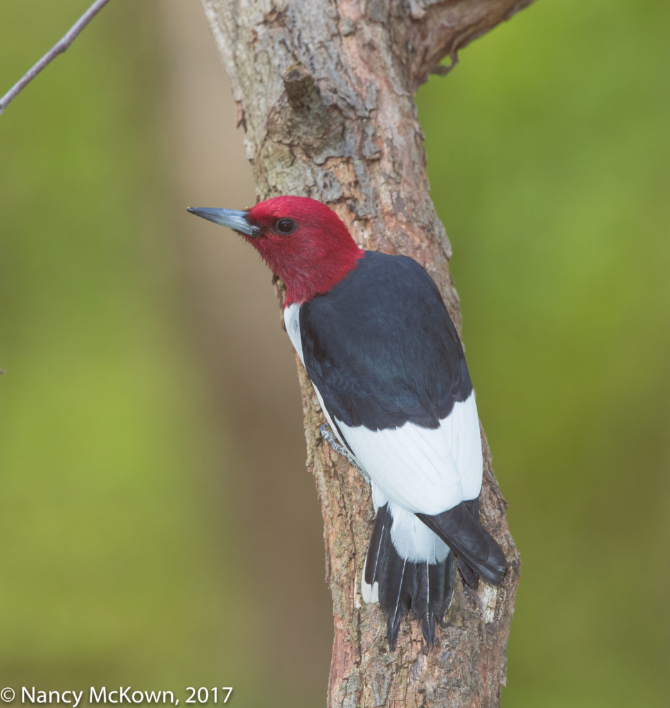 Red Headed Woodpecker