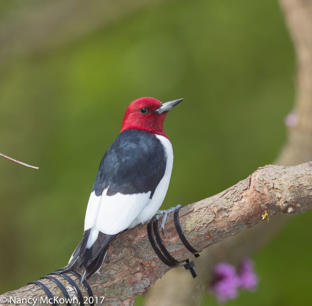 Photo of Red Headed Woodpecker