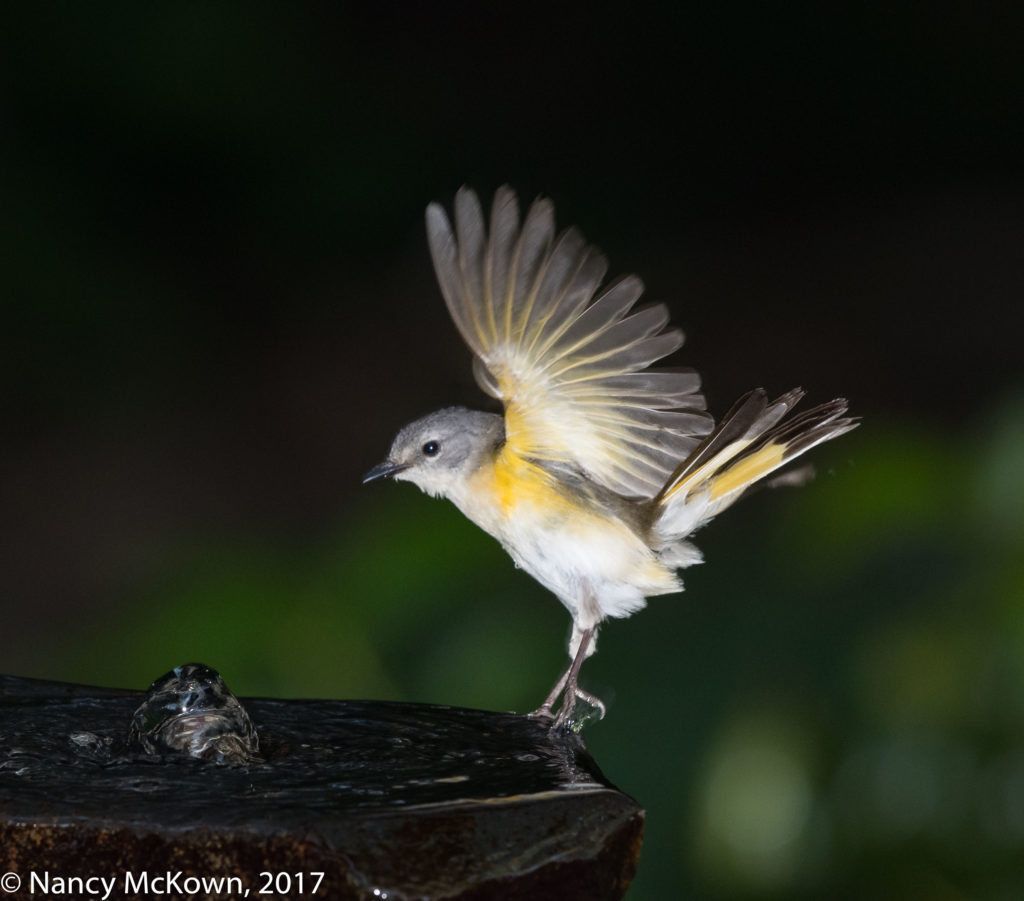 Photo of Female American Redstart Warbler at Fountain