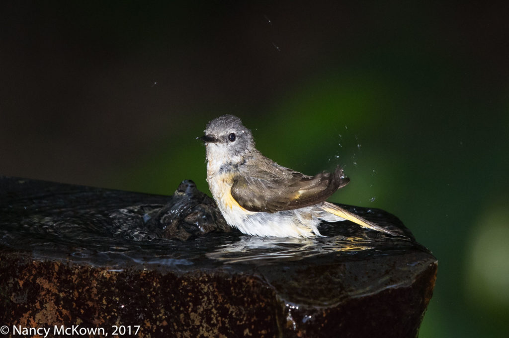 Photo of Female American Redstart warbler.