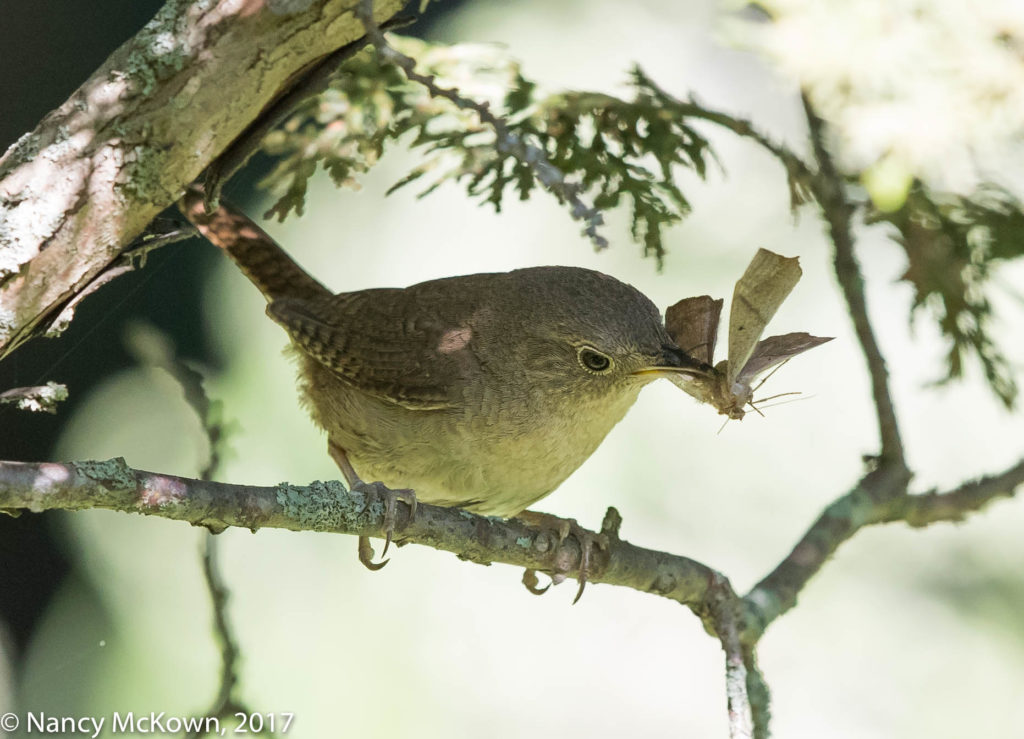 Photo of House Wren