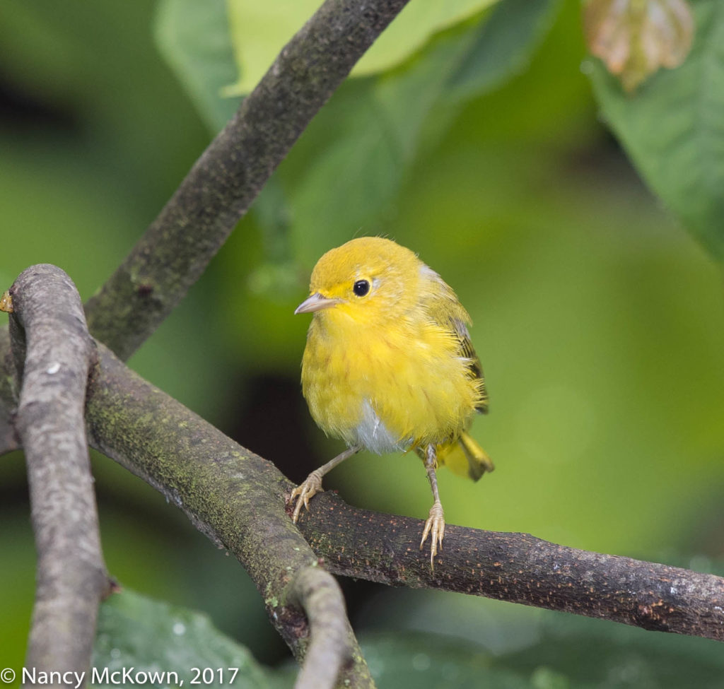 Photo of Young Yellow Warbler