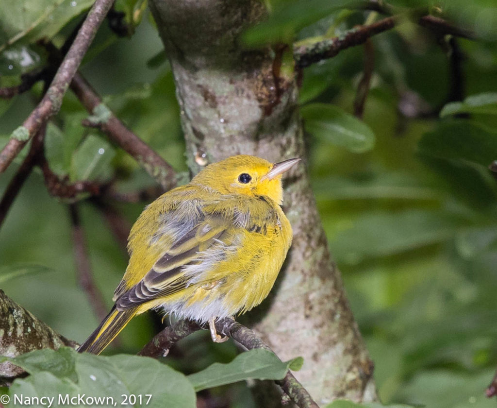 Yellow Warbler