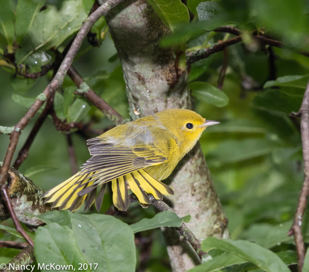 Photo of Yellow Warbler