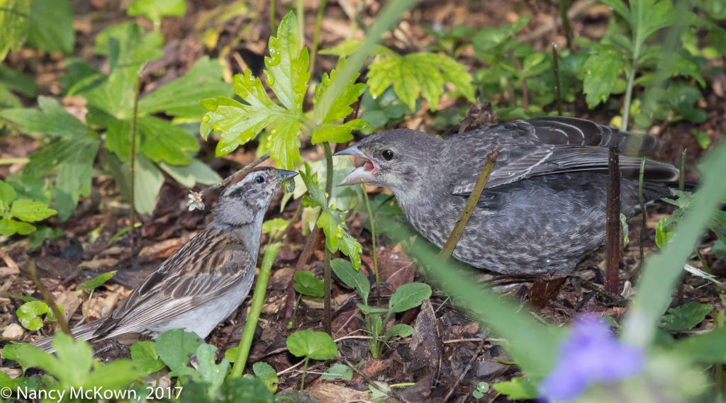 Photo of Chipping Sparrow with Cowbird Young